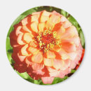 Search for zinnia magnets Orange