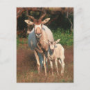 Search for addax Antelope