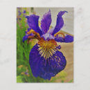 Search for lys postcards Fleur de lys