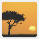 Search for masai stickers Acacia
