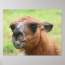 Search for llama animal posters Llamas