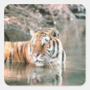 Search for stream stickers Outdoors