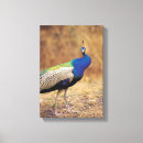 Search for four animals canvas prints Colour image