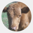 Search for calf stickers Cute