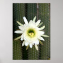 Search for cactus flower posters Colour image
