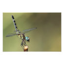 Search for bug eyes posters Insects
