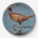 Search for pheasant plates Phasianus colchicus