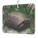 Search for gopher tortoise Reptile