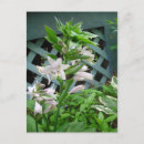 Search for hosta postcards Leaves