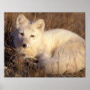 Search for lagopus posters Carnivore
