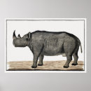 Search for diceros Animal