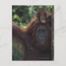 Search for orangutans postcards Wildlife