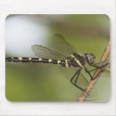 Search for yard electronics Nature