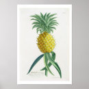 Search for engravings posters Botanical