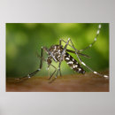 Search for mosquito posters Photography