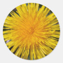 Search for yellow dandelion stickers Nature