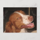 Search for liver postcards Pet