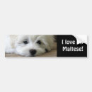 Search for bichons bumper stickers Puppies