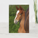 Search for bob cards Animal