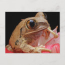 Search for frogs postcards Funny