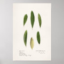 Search for olive posters Vintage