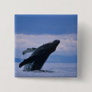 Search for humpback badges Alaska