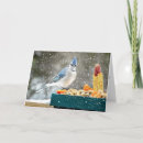 Search for blue jay christmas cards Nature