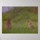 Search for pheasant posters Green