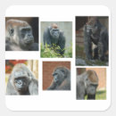 Search for gorillas stickers Silverback