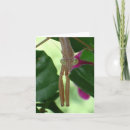 Search for mantids cards Green