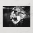 Search for panther postcards Cougar