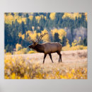 Search for colorado posters Elk