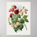 Search for raspberry flowers Fruit