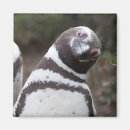 Search for magellan Argentina