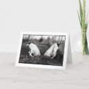 Search for gsp cards Shorthaired