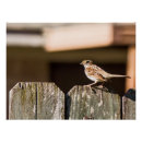 Search for finches posters Nature