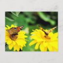 Search for peacock butterfly postcards Animal
