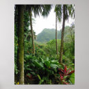 Search for rain forests Trees