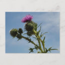 Search for thistles postcards Plant