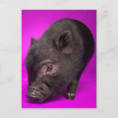Search for baby pig postcards Piglet