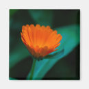 Search for orange daisy magnets Floral