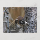 Search for tree trunks postcards Bark