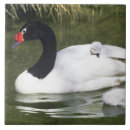Search for black swan Nature