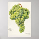 Search for grape posters Vintage