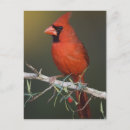Search for cardinalis Colour