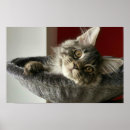 Search for coon posters Kitten