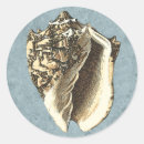 Search for conch stickers Coastal