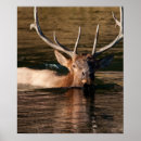 Search for cervus posters Bull