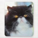 Search for persian mousepads Pet