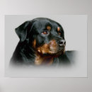 Search for rotty posters Puppy